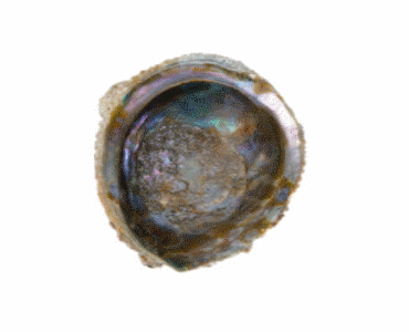 abalone corrugata naturelle